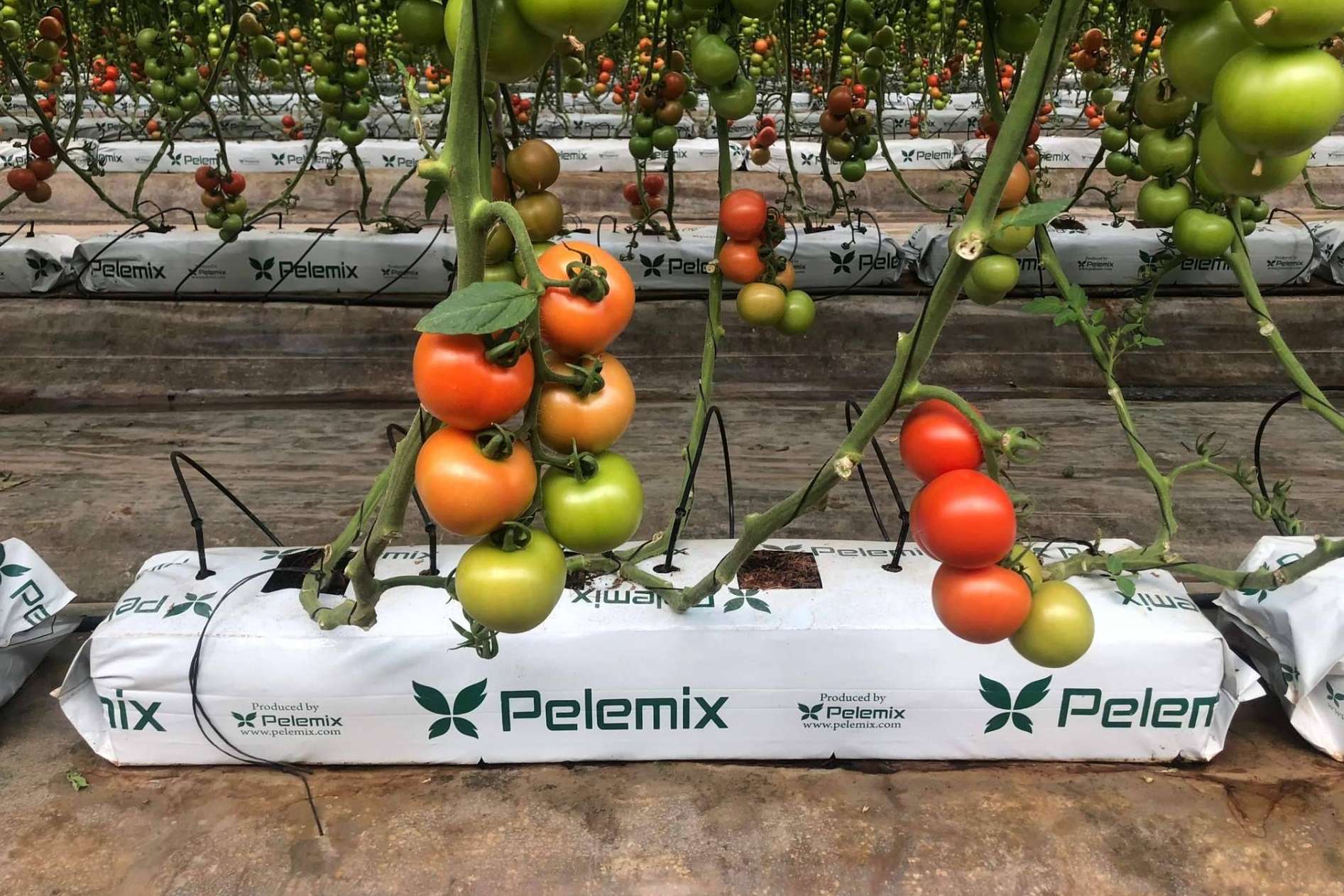 La empresa Pelemix se dedica a la producción y comercialización de sustratos de coco de calidad para la agricultura