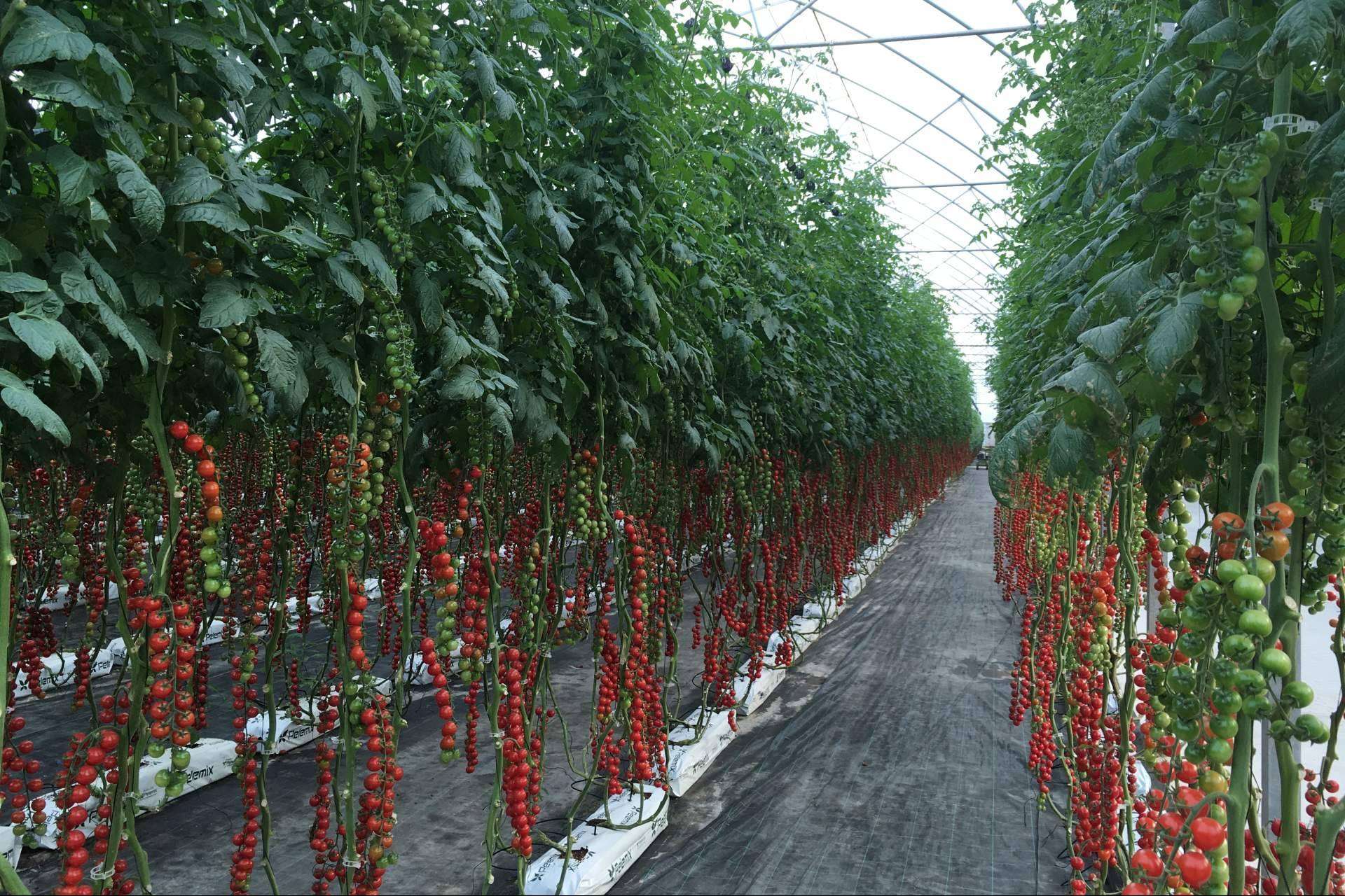 La solución definitiva de Pelemix para los productores comerciales de tomates