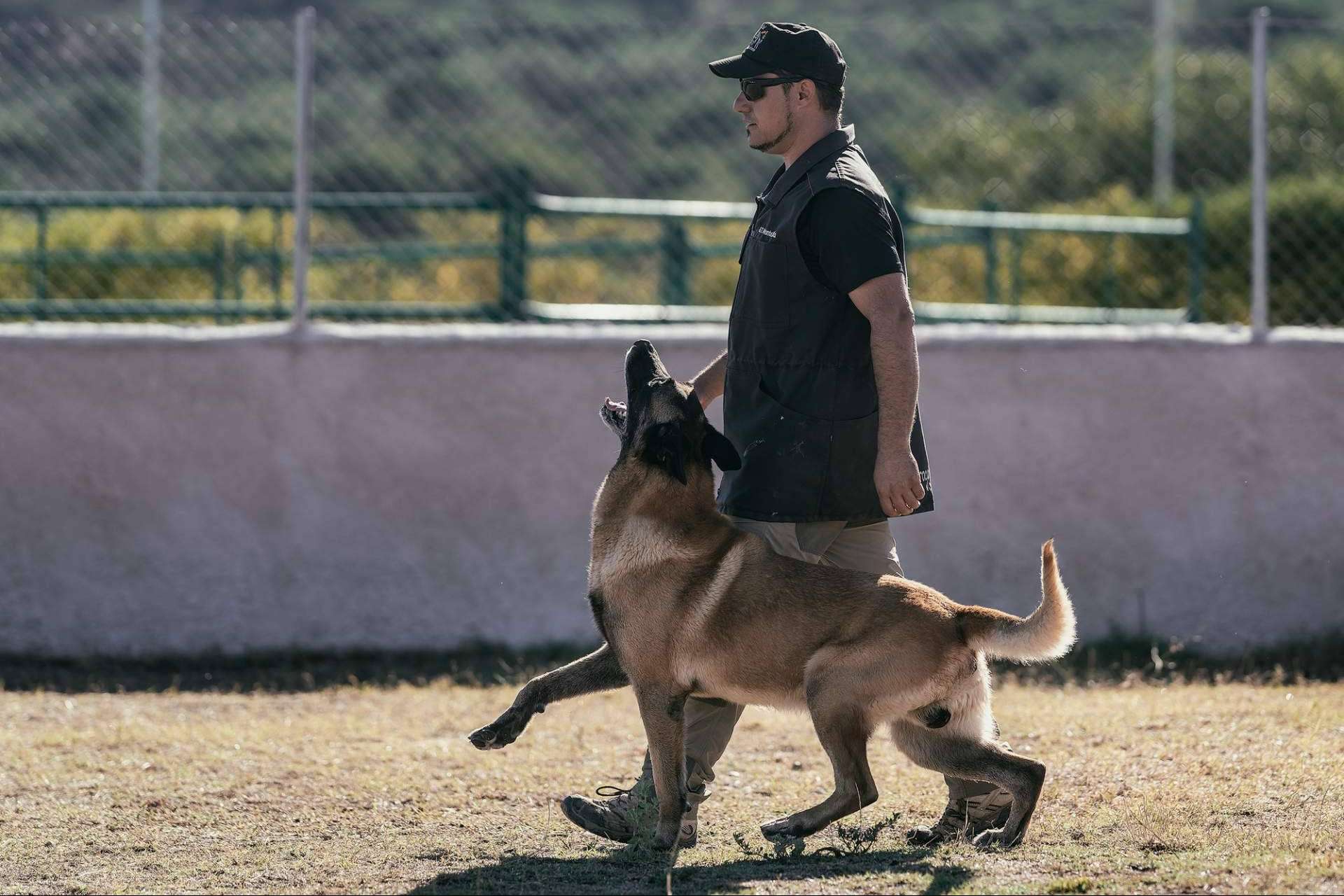 Curso de adiestramiento canino, de la mano de Monte Ida