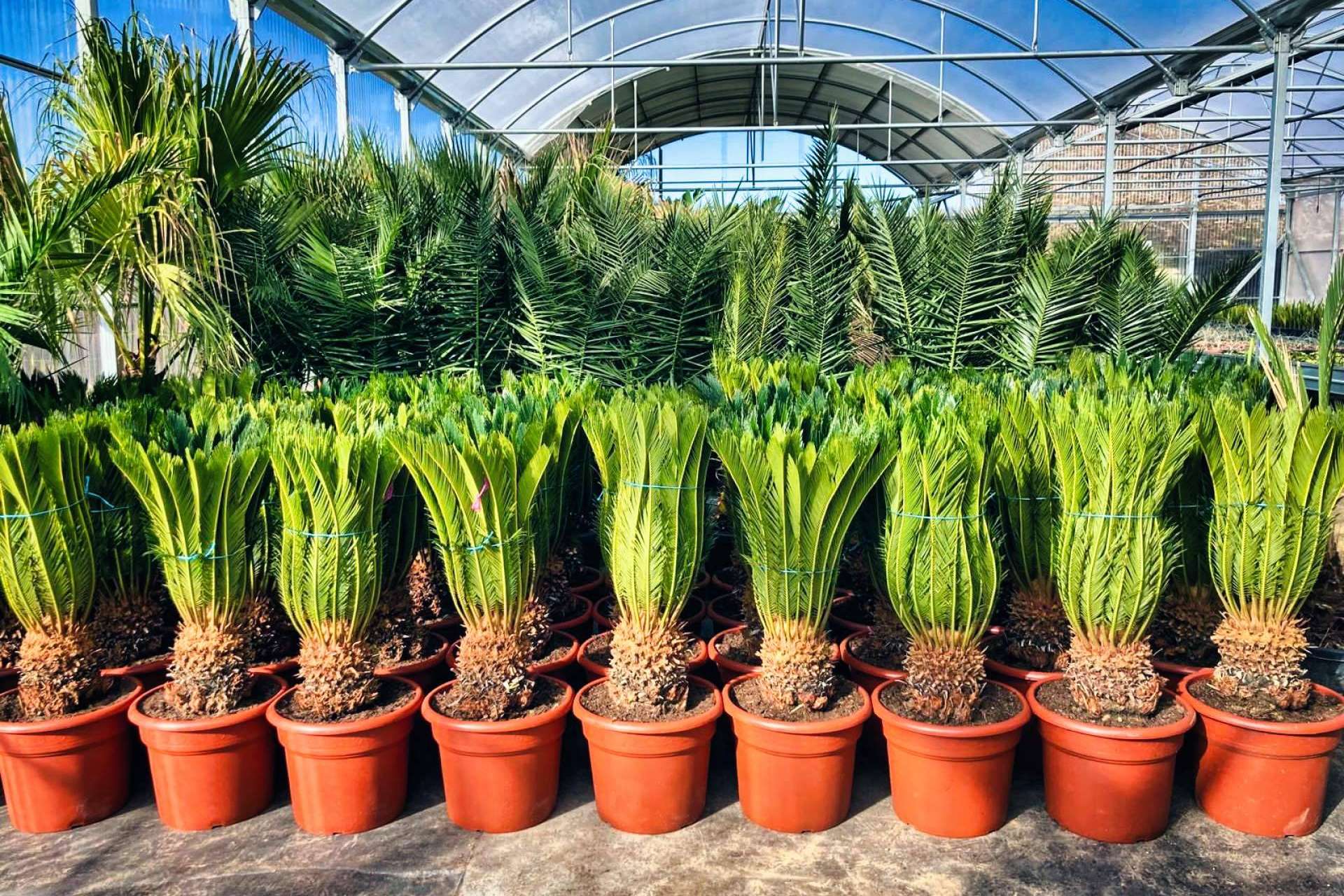 Tropicalia Garden, el vivero especializado en la venta y en el cultivo de palmeras