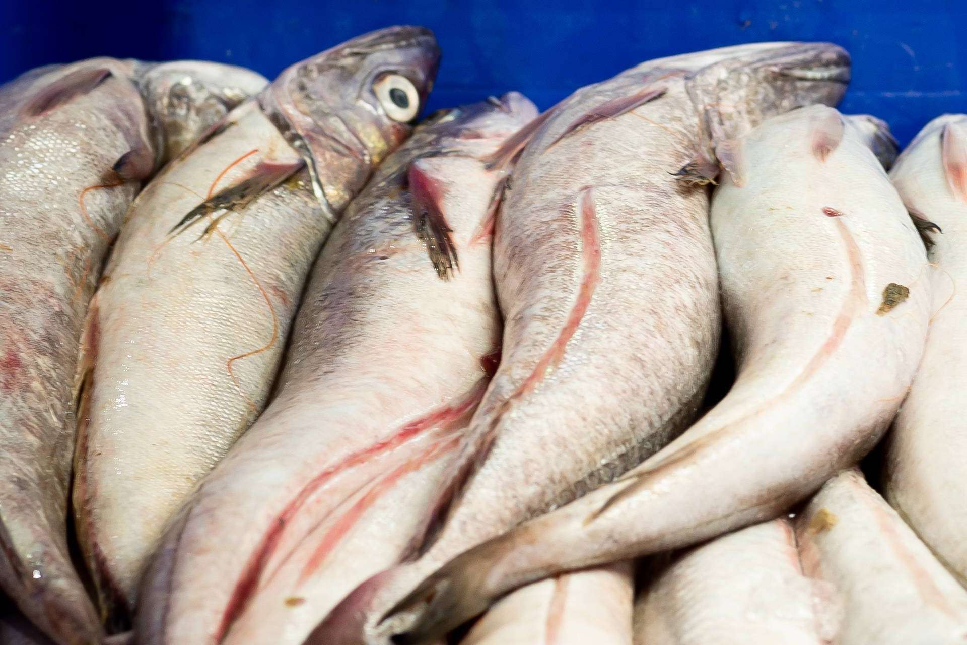 Los expertos de Lonja de Ayamonte entregan mariscos o pescado fresco en menos de 24 horas