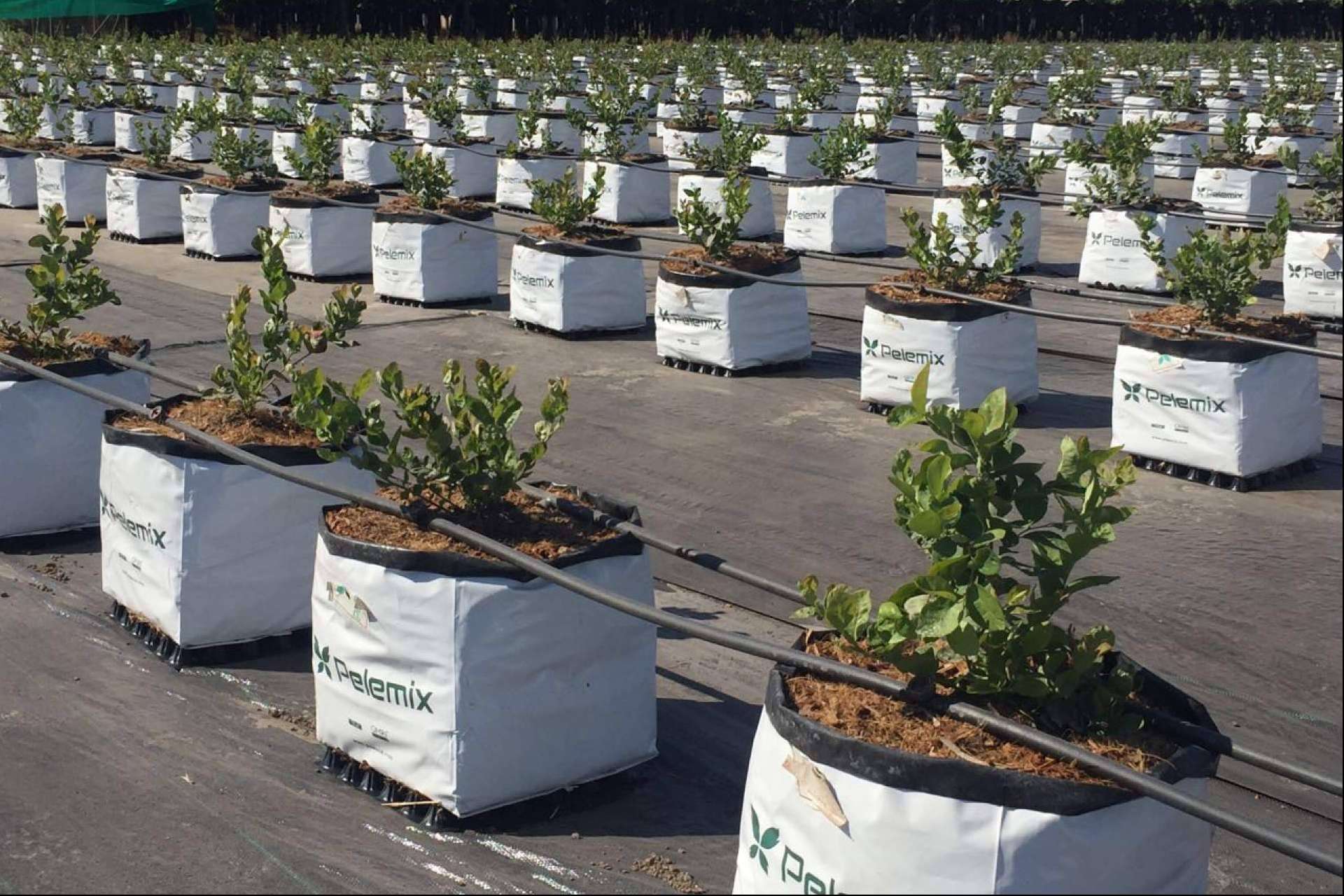 Las soluciones Open Tops de Pelemix y los últimos avances en el cultivo de frutas blandas