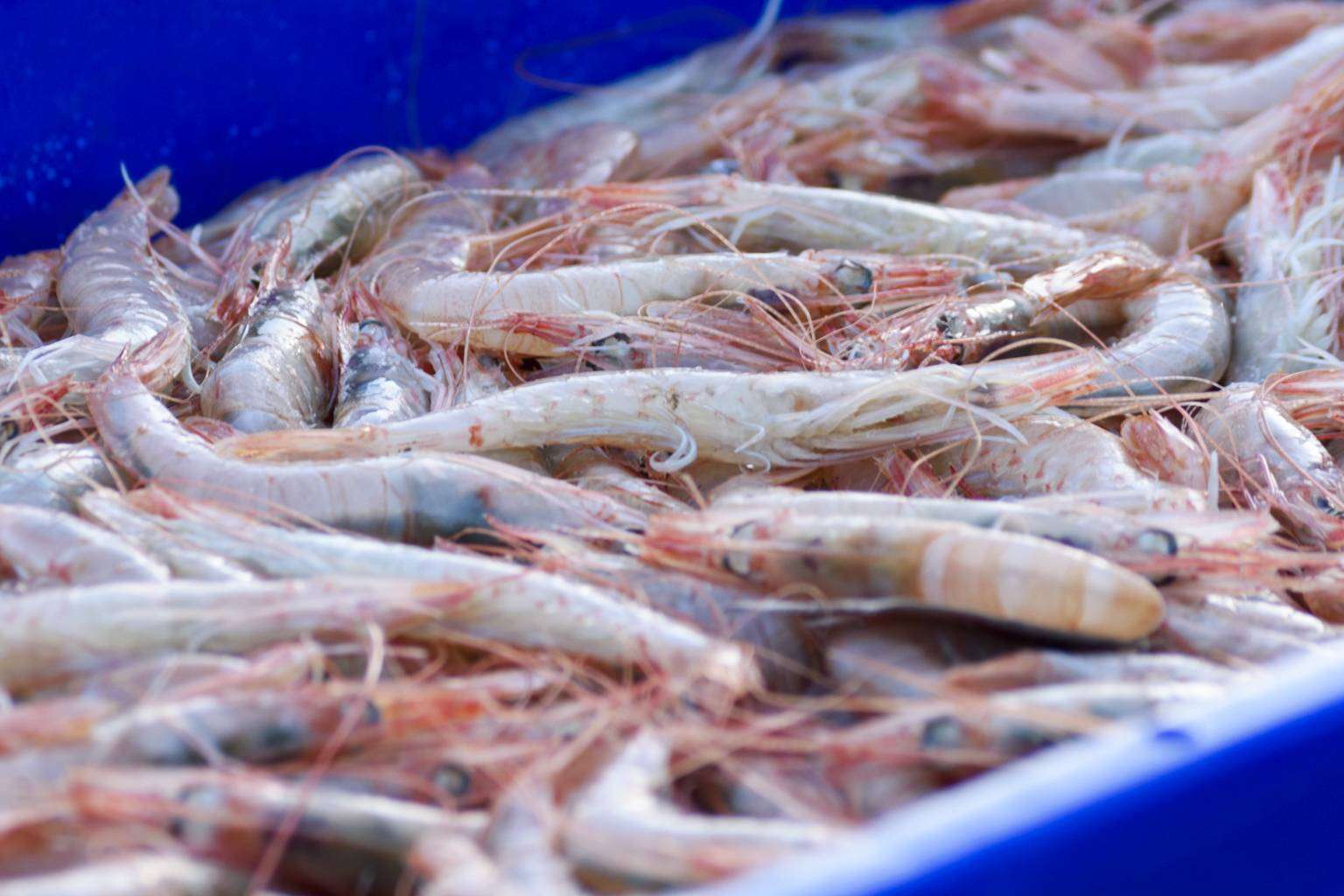 ¿Dónde adquirir pescado y marisco fresco de calidad? Lonja de Ayamonte