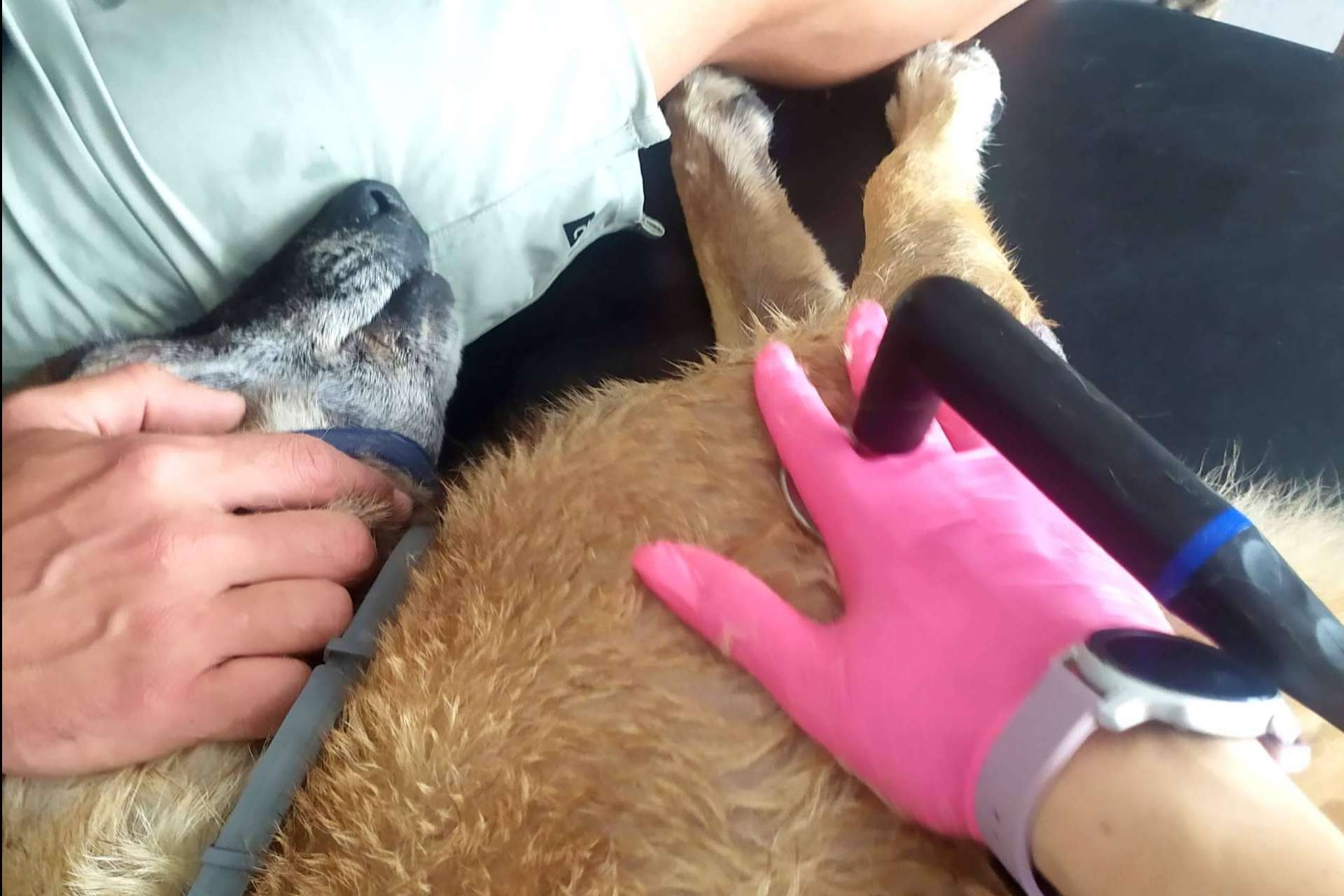Ventajas de la radiofrecuencia INDIBA en el mundo veterinario, por Reanimalia