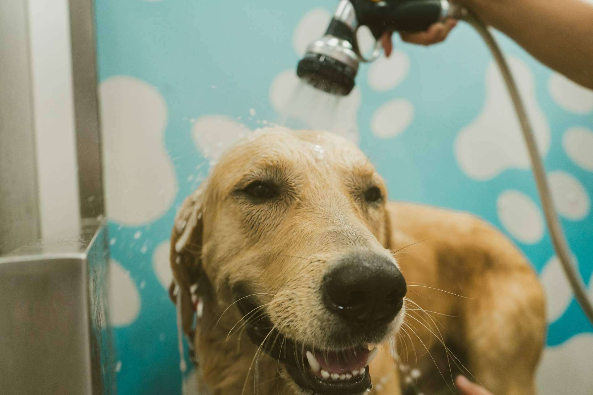 Chapoteando, el servicio de autolavado y bienestar para mascotas