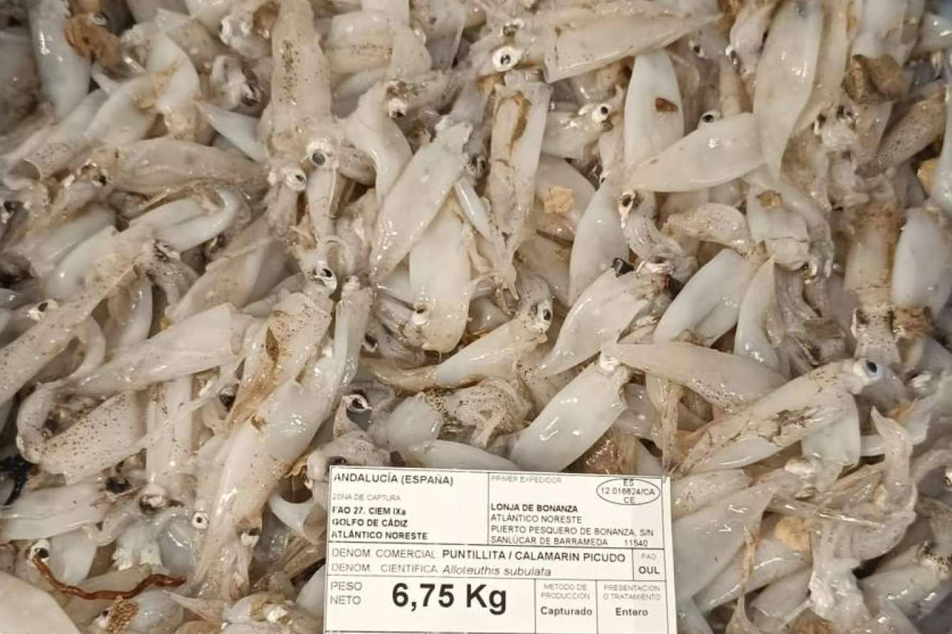 Pescados y mariscos frescos de alta calidad para preparar platos saludables de la mano de Pescadería Younes Ceuta