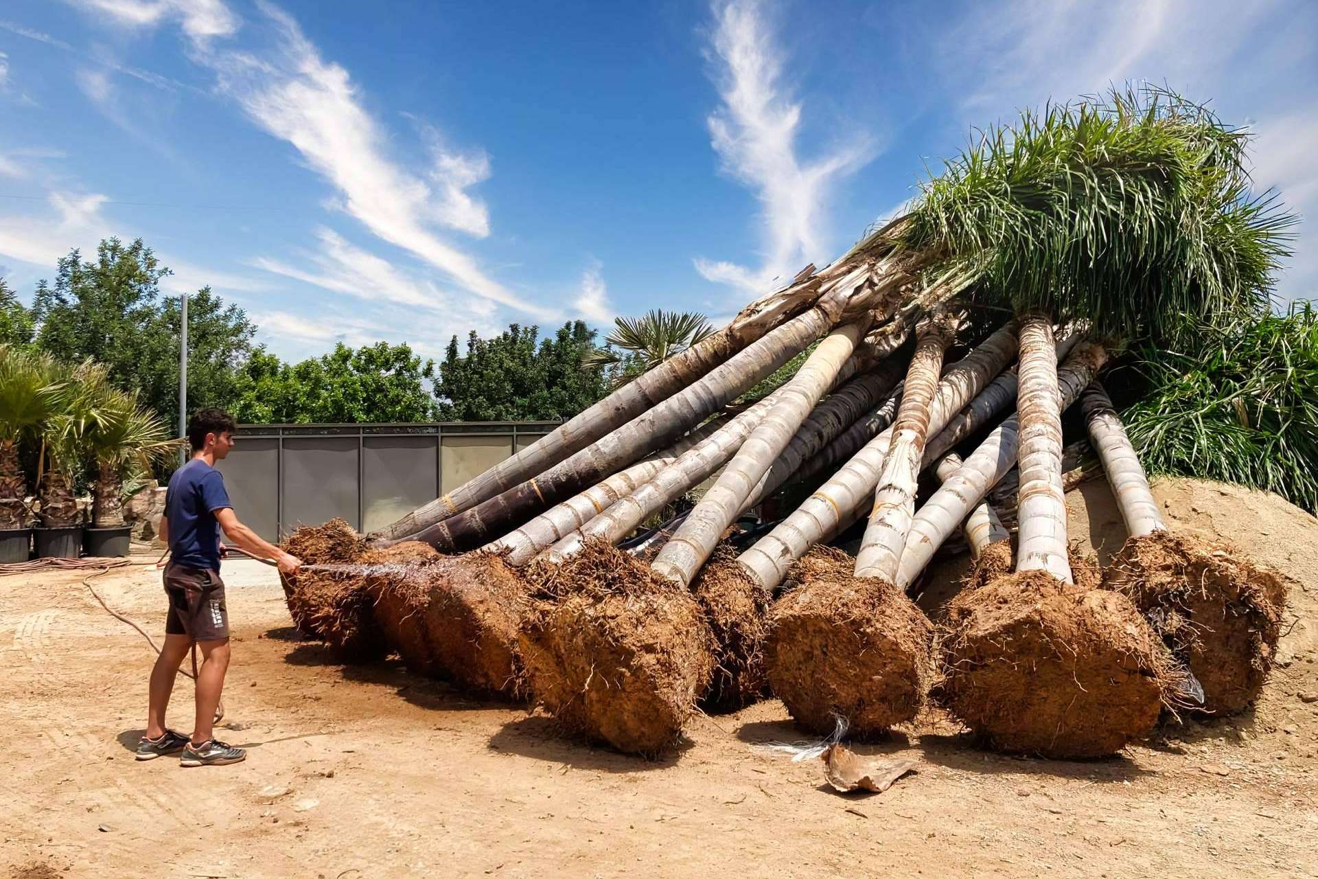 Tropicalia Garden, el socio mayorista de palmeras y plantas ornamentales