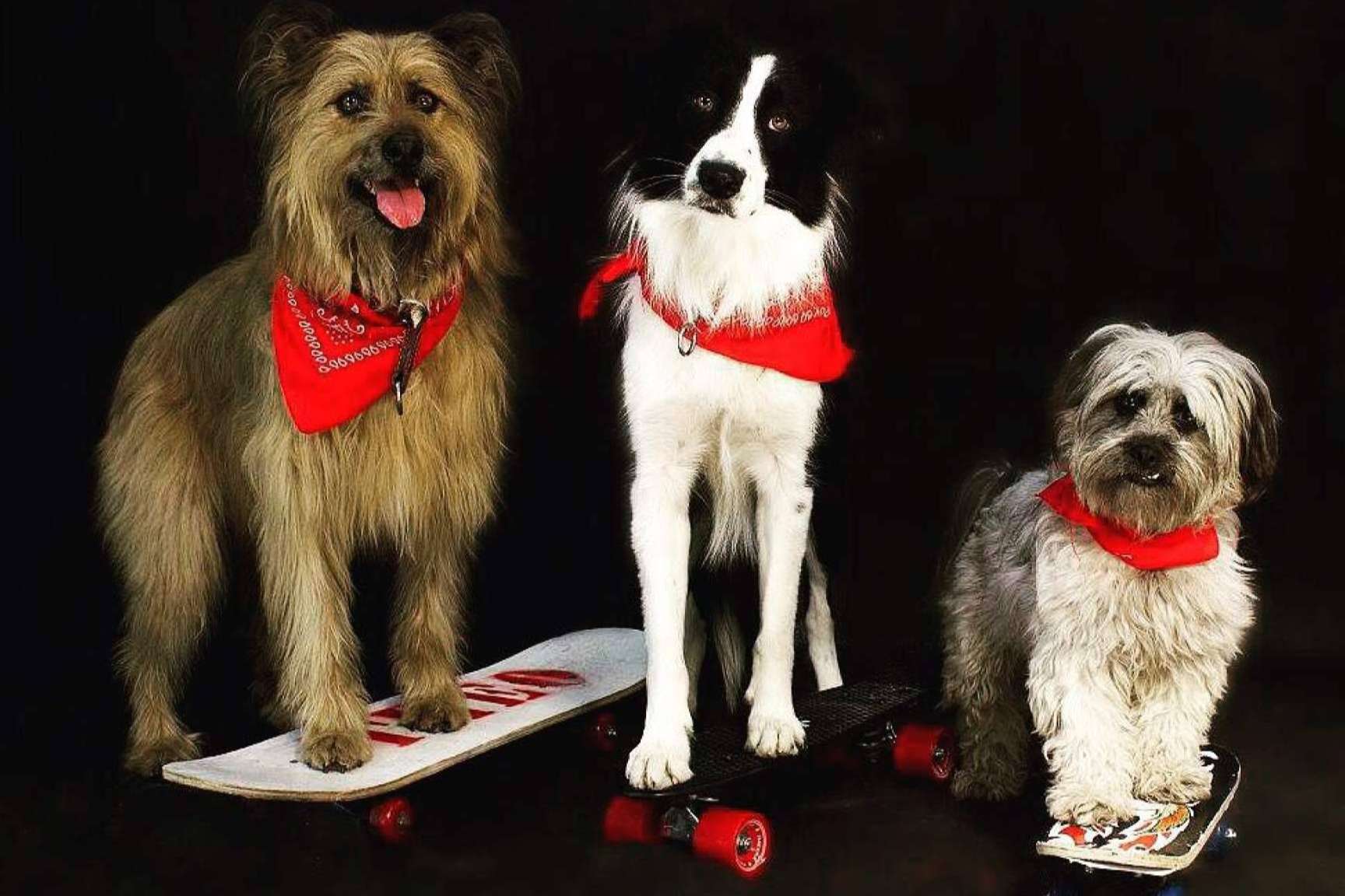 Amazdog, el proyecto de asociaciones por el rescate animal