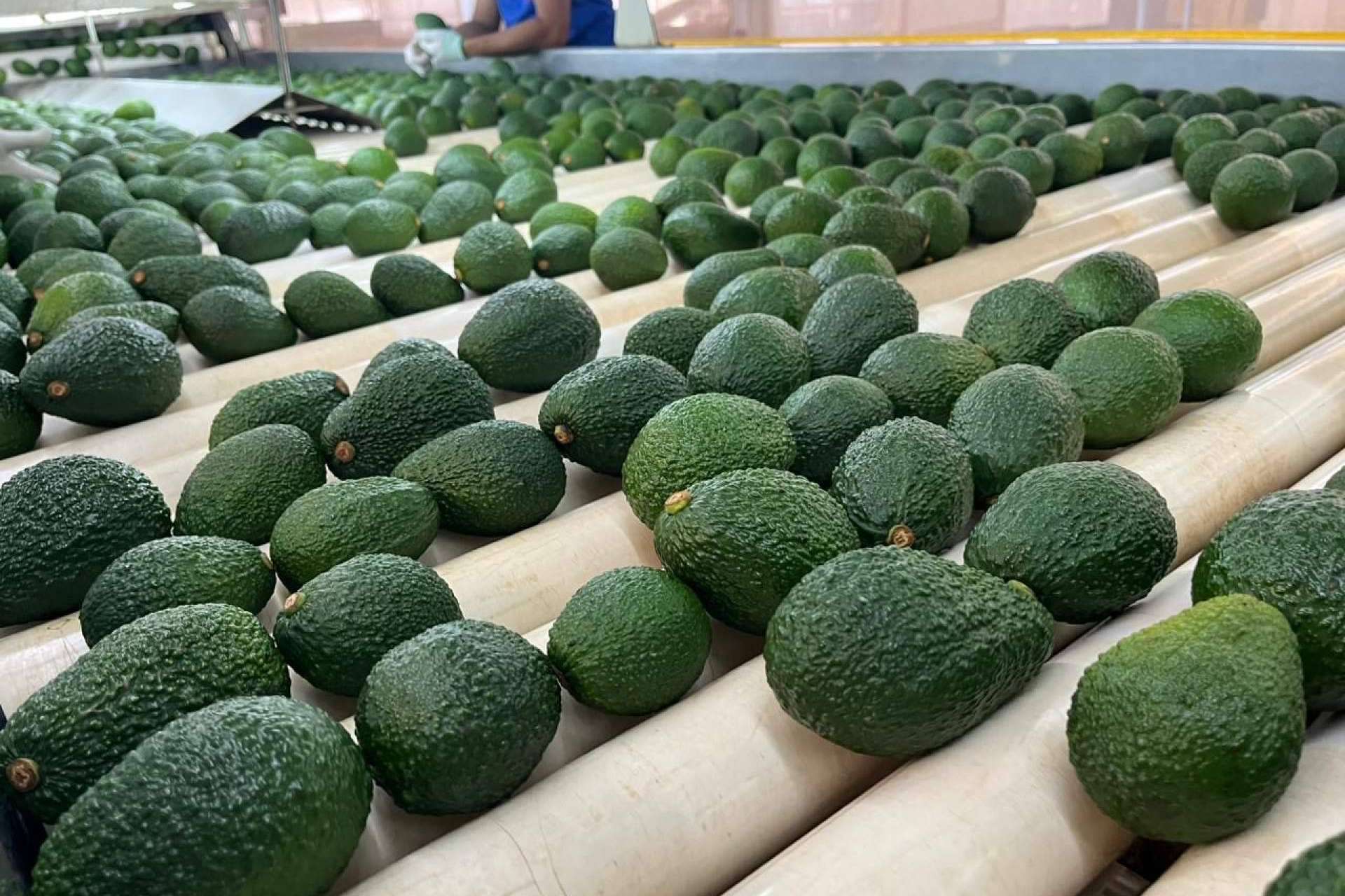 Green Life Export, un gran exportador de aguacates colombianos auténticos y de calidad