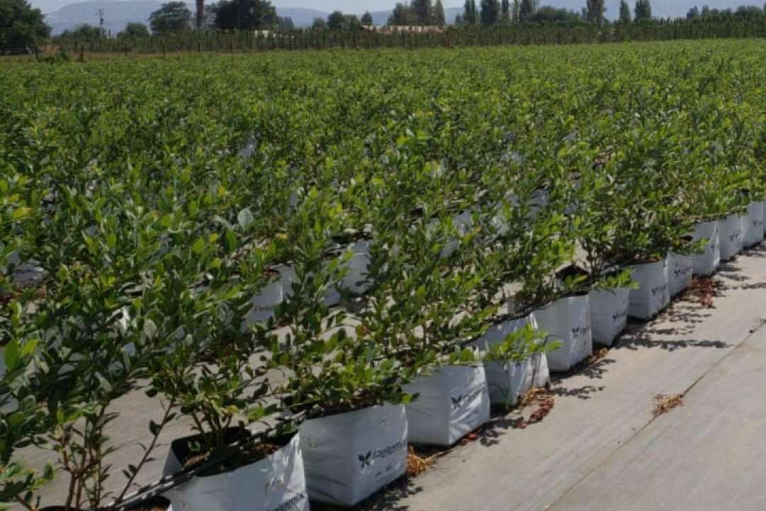 Pelemix; la agricultura del futuro está más cerca