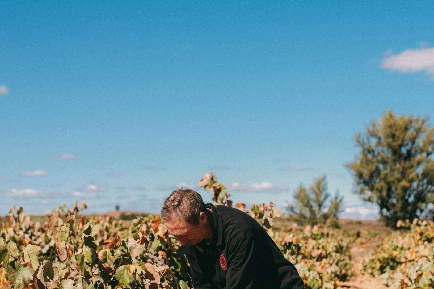 Bodegas Vegalfaro, historia y sostenibilidad en la producción de vino