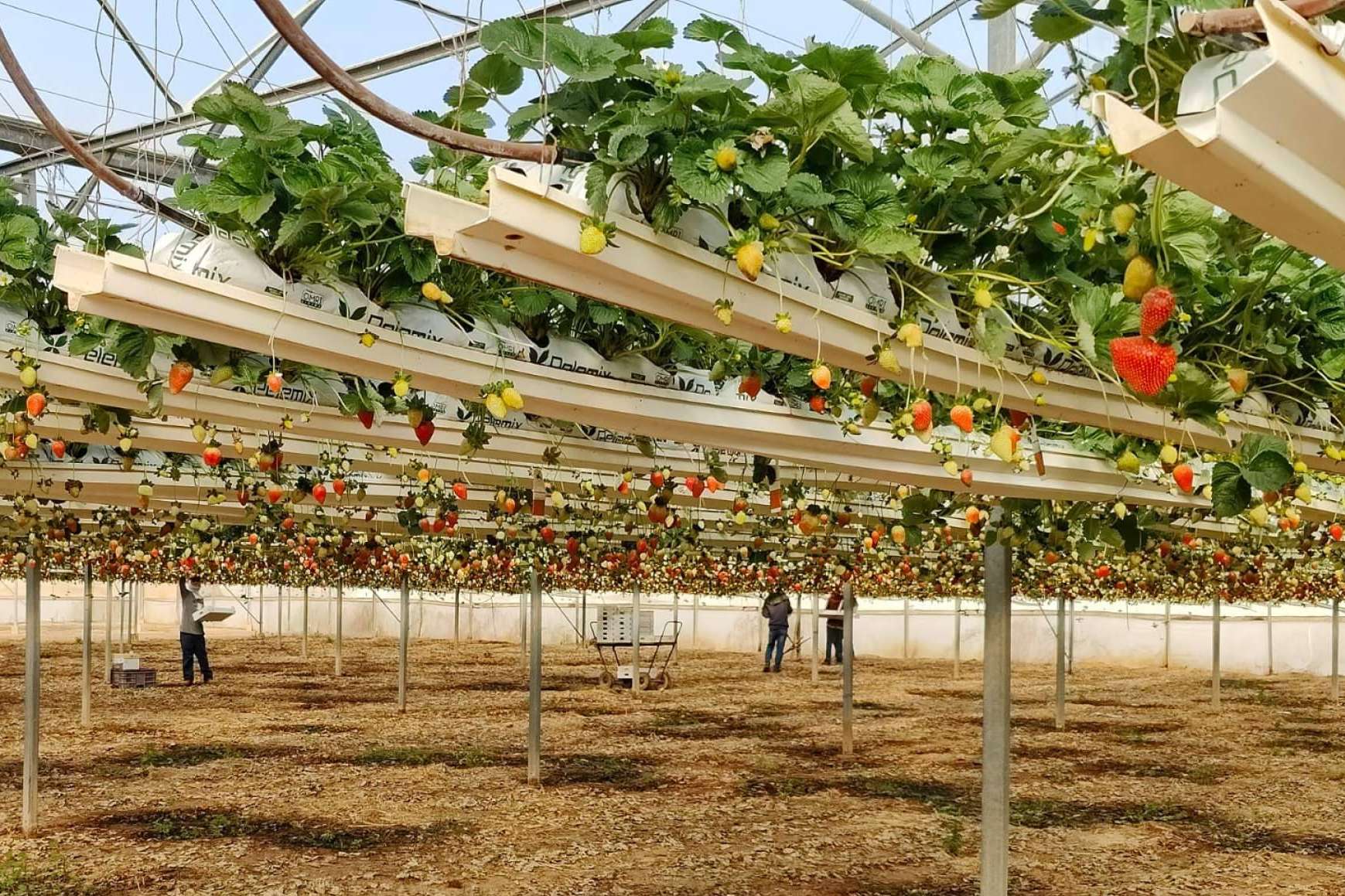 Mayor rendimiento en el sembrado de fresas con las bolsas de cultivo de Pelemix
