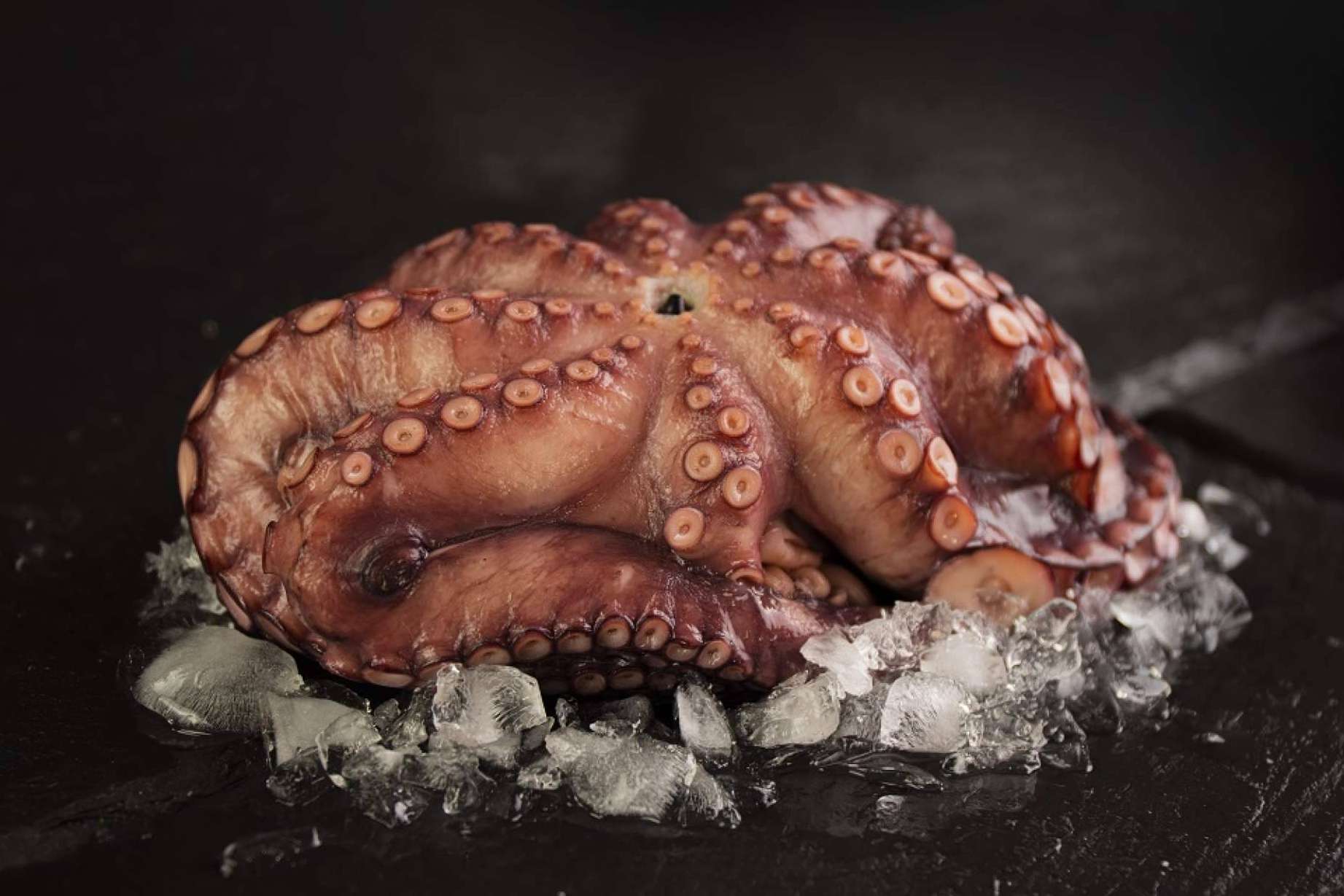 Las ventajas del pescado fresco. ¿Por qué elegir SINESCAMA?