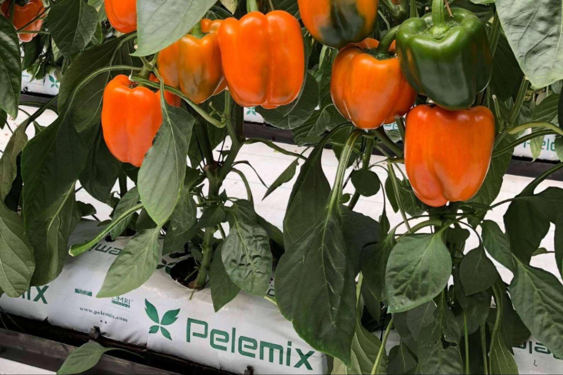 La empresa Pelemix promueve el crecimiento sostenible en la agroindustria con productos de fibra de coco