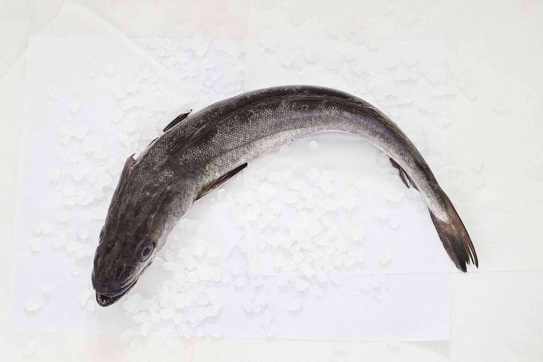 Pescado blanco, la clave para volver a los hábitos saludables después del verano