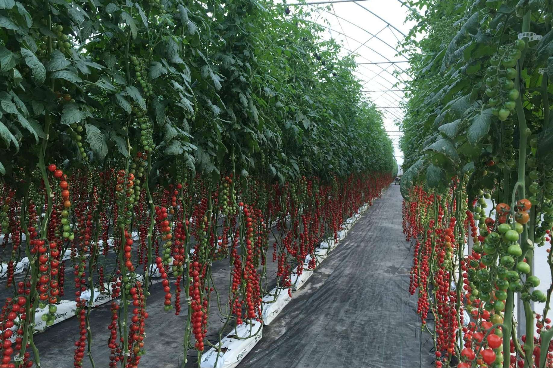 Crecimiento rentable y sostenible en el cultivo de tomates con Pelemix y sus sustratos de coco