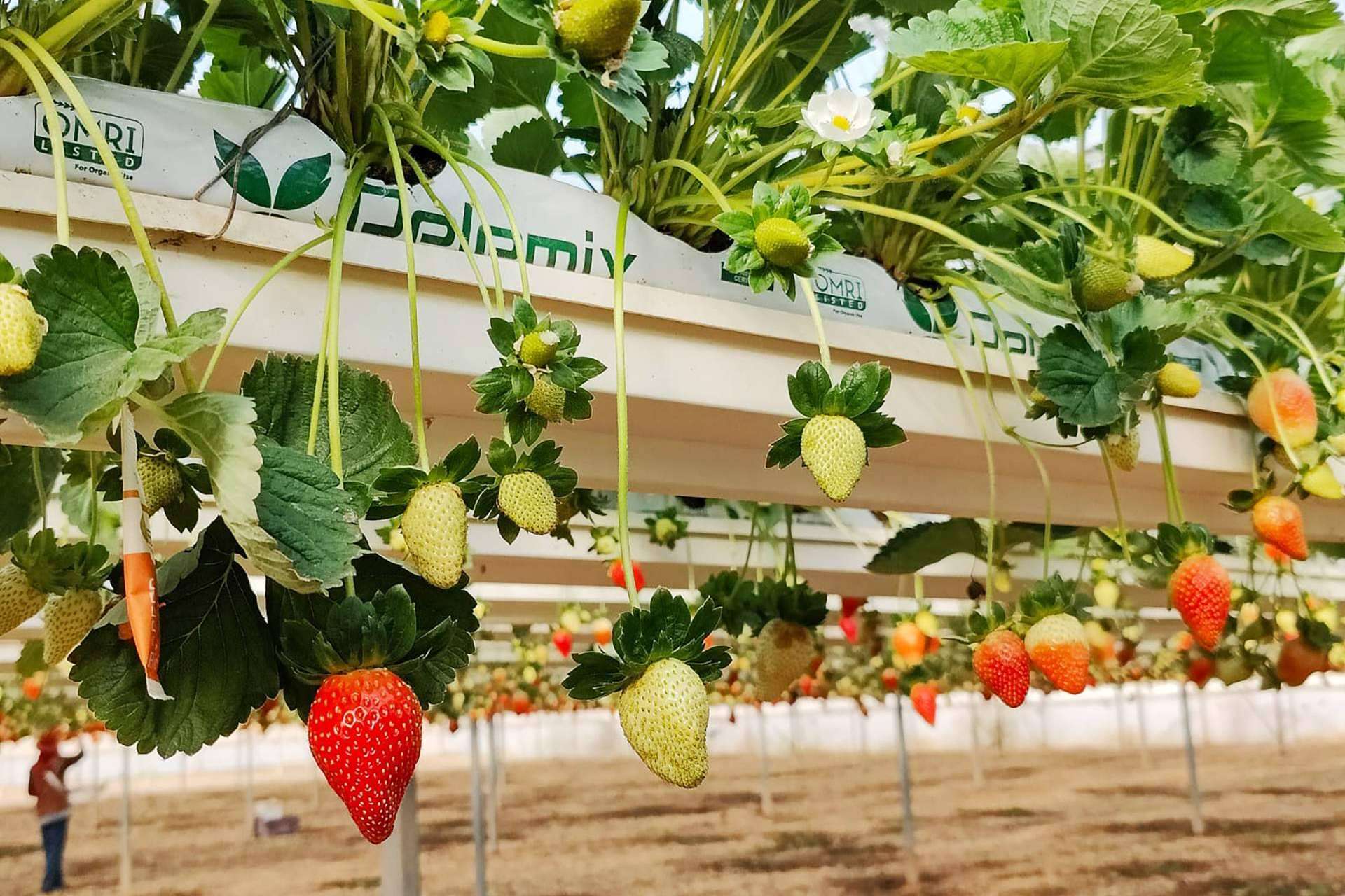 Soluciones sostenibles para el cultivo de fresas
