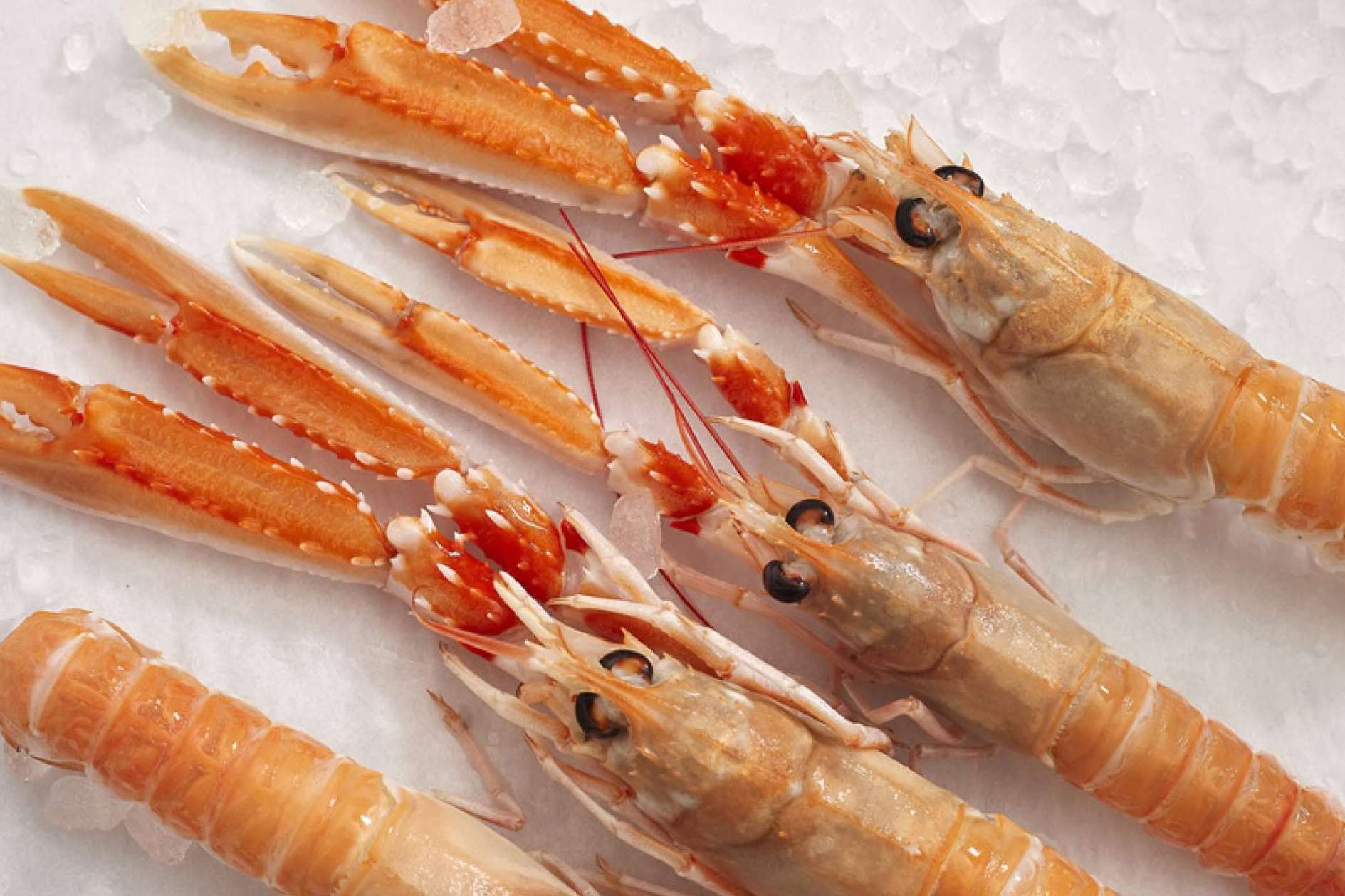Marisco en Navidad; ¿Por qué comprar el marisco ahora y no dejarlo para el último momento?