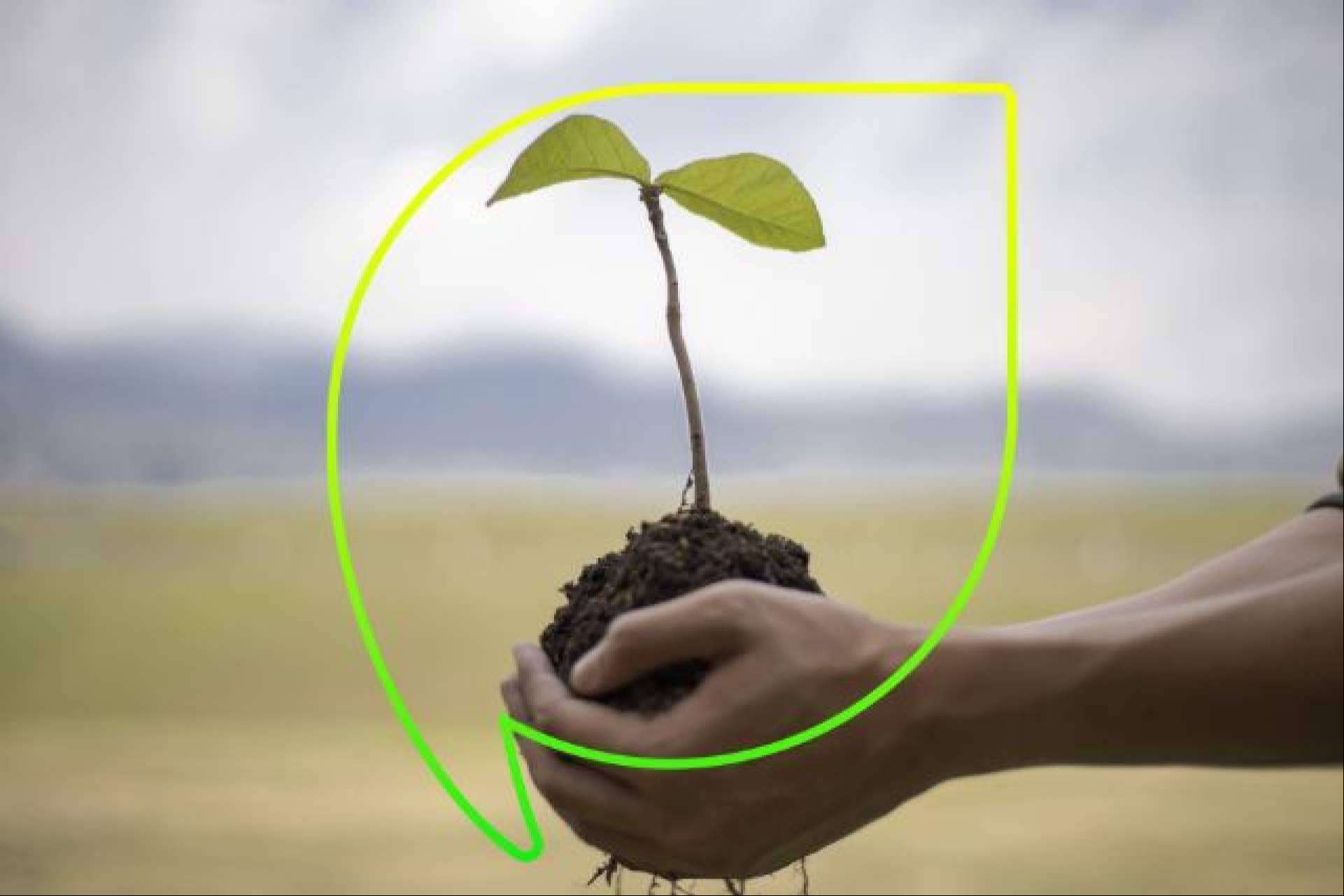 EccoForest; Sembrando un futuro más verde con más de 4.000 árboles plantados