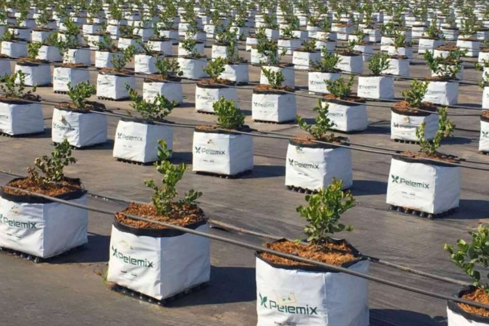 Pelemix impulsa el rendimiento sostenible del cultivo de arándanos con soluciones de sustrato de coco de alta calidad