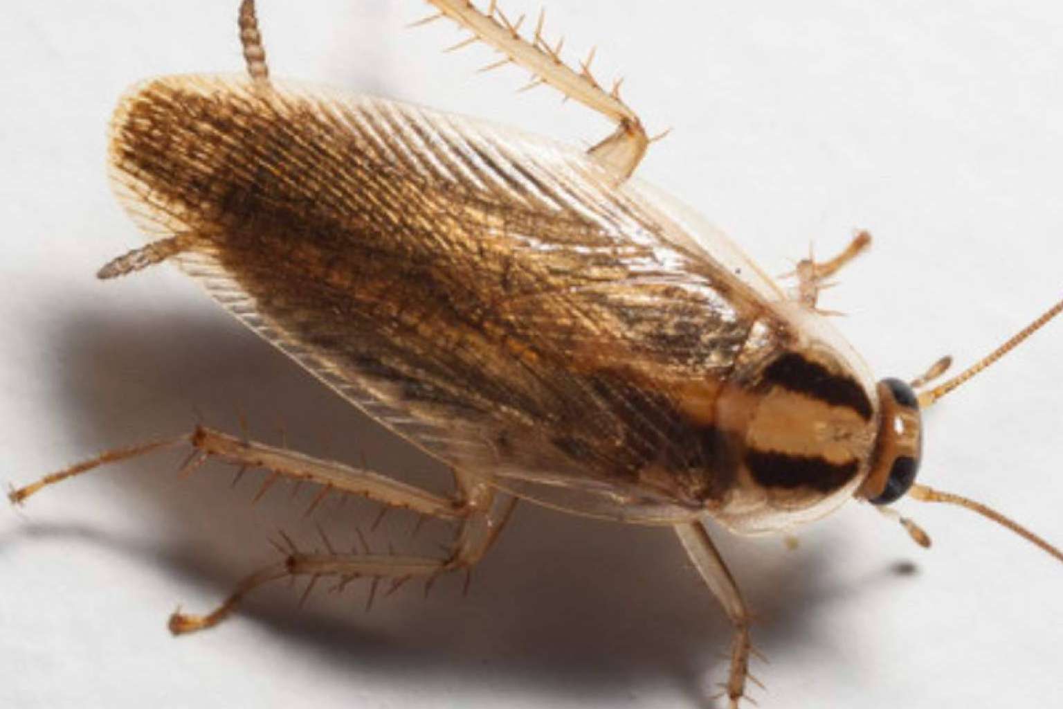 DMR ofrece un servicio de exterminio total de la cucaracha de cocina con precio cerrado