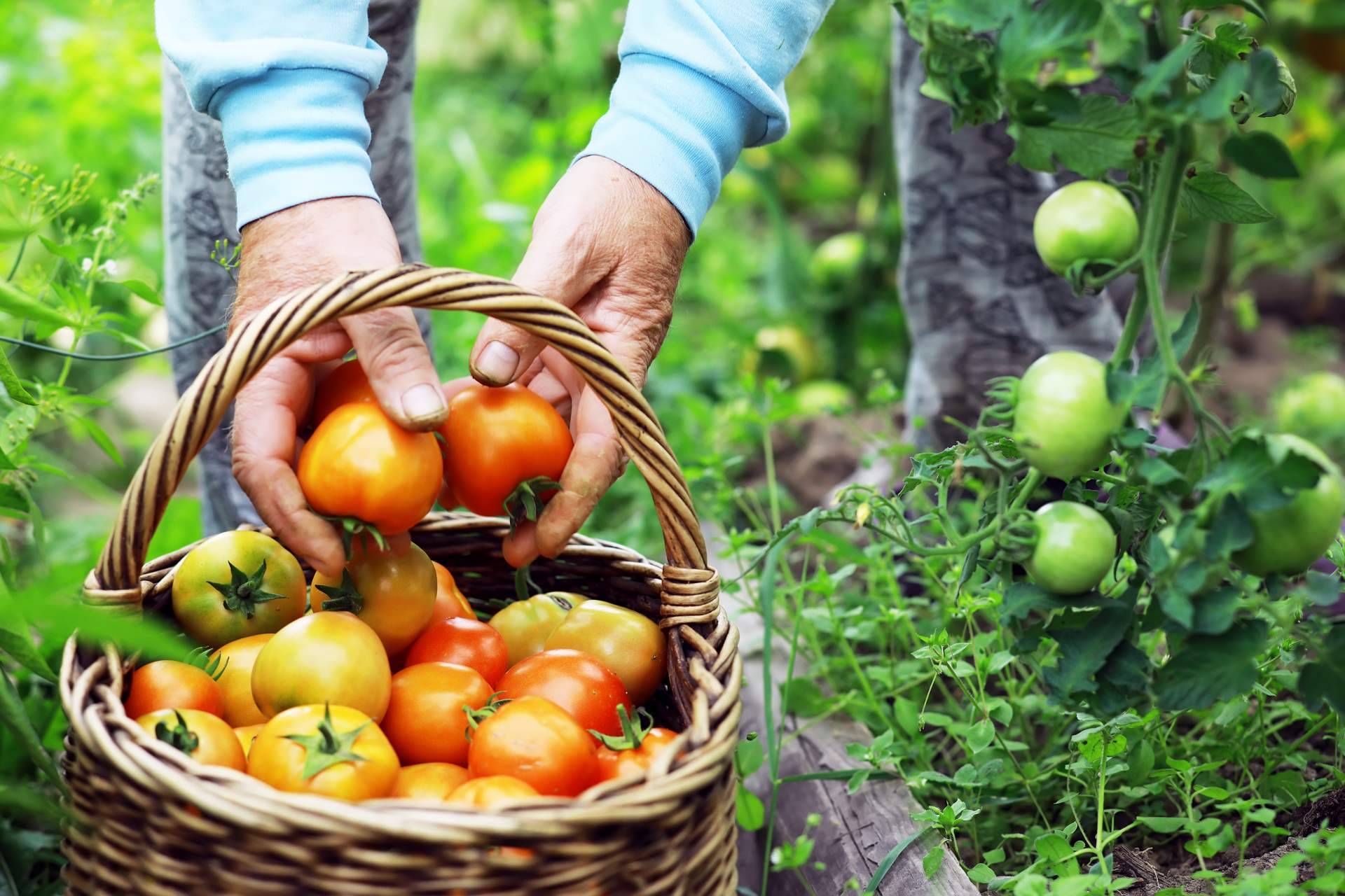 JGC Market, el marketplace de los agricultores
