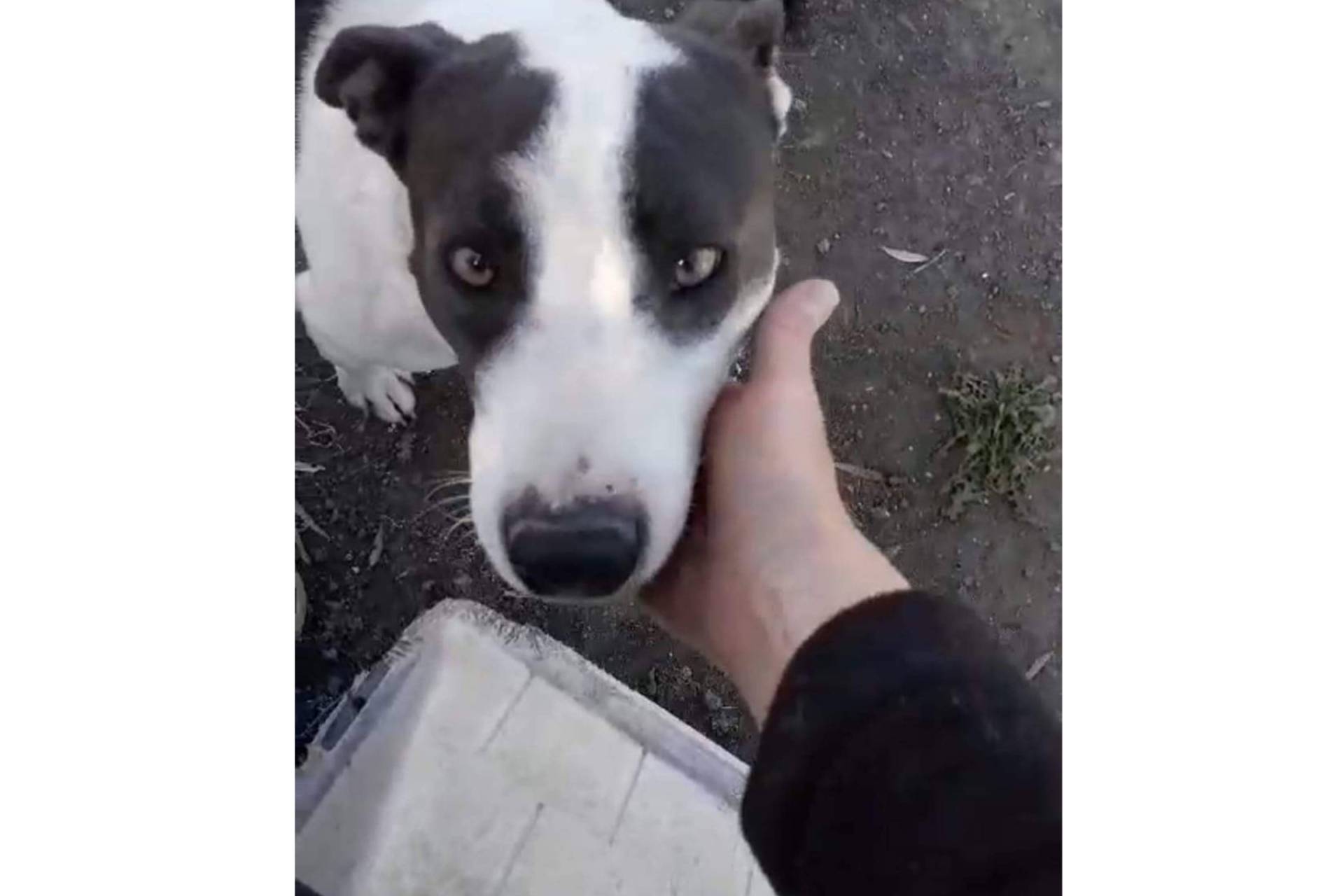SOS Salvando Vidas España, una esperanza para los animales en situación crítica