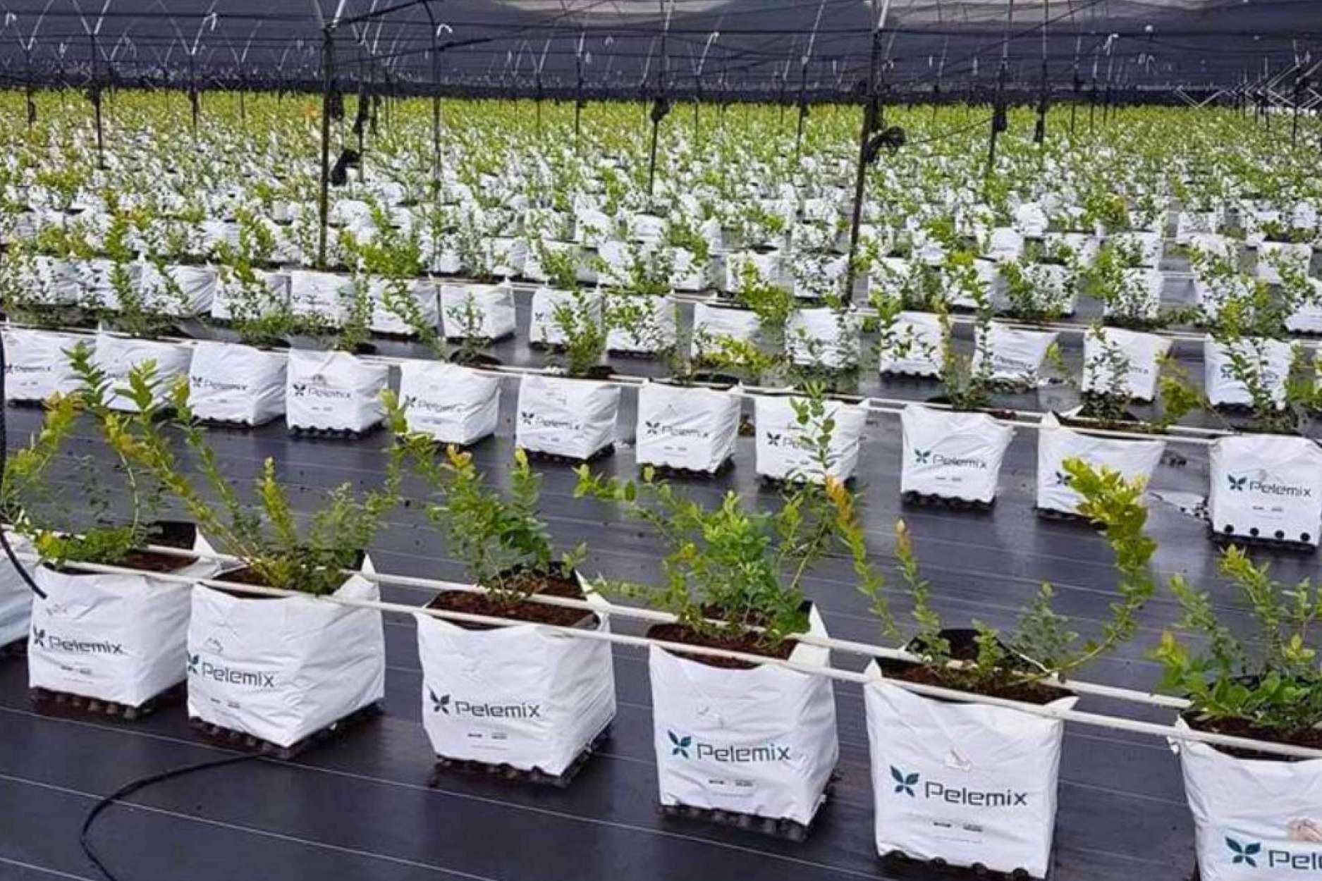 El futuro de la agricultura para el 2025