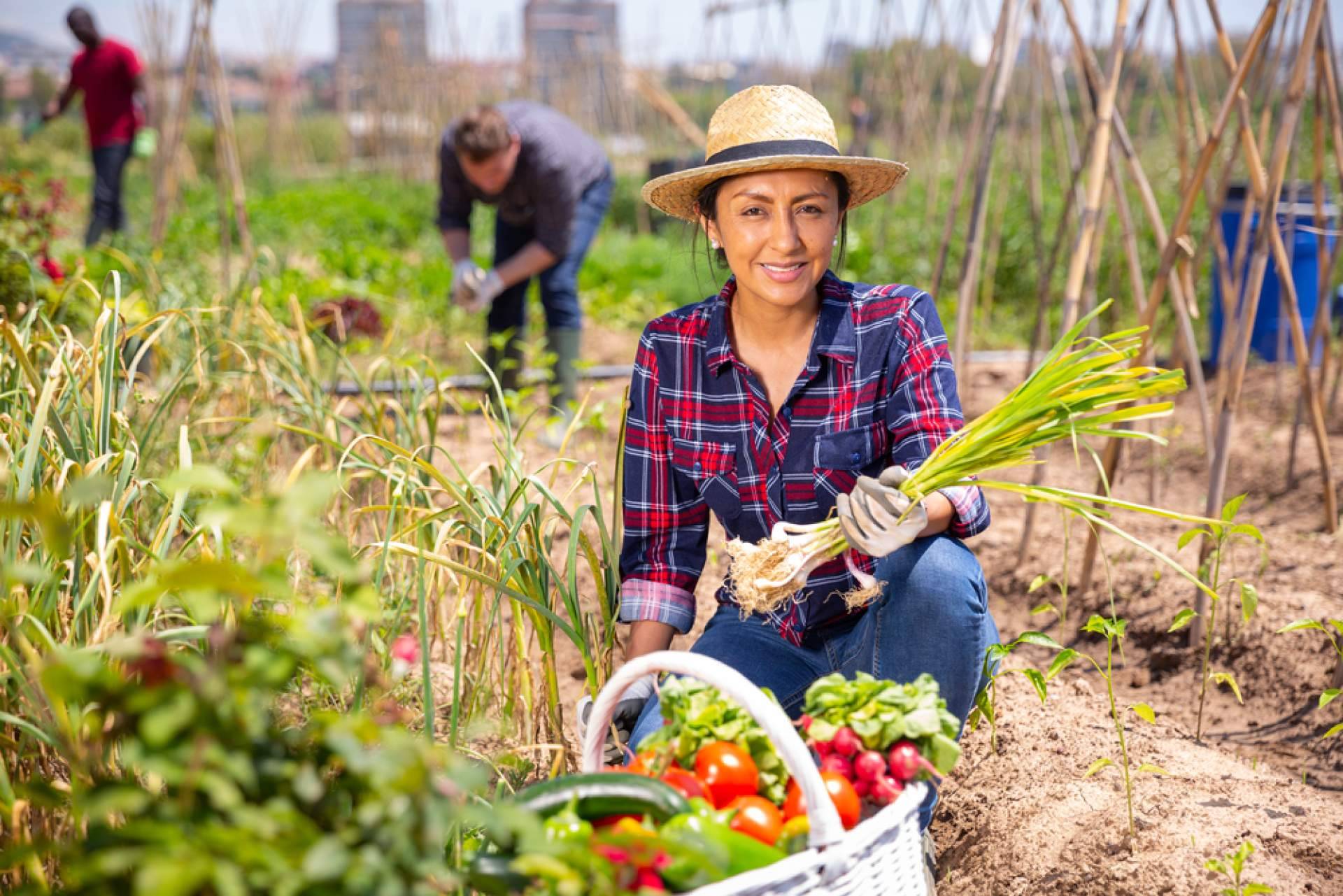 JGC Market conecta comerciantes y agricultores con los consumidores finales