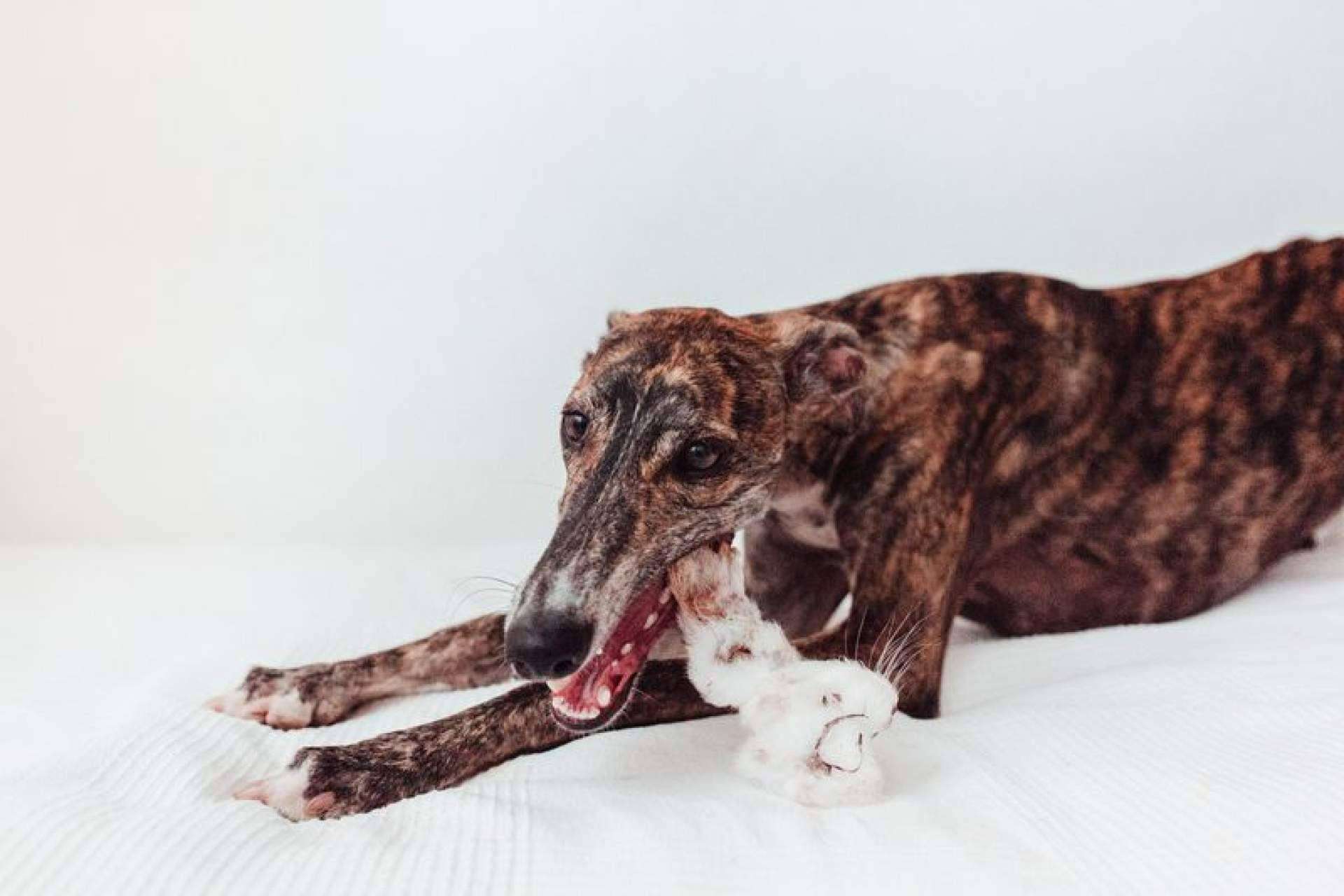 La clave para una dentadura canina sana; mordedores naturales imprescindibles