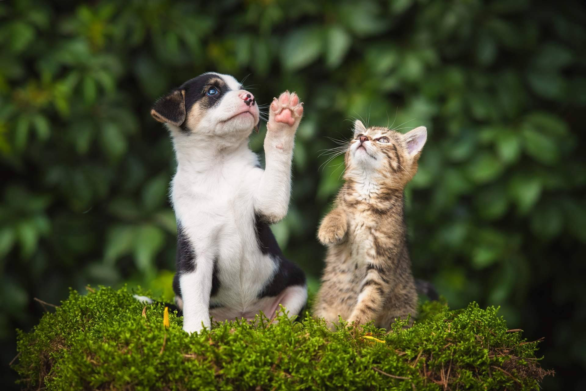 El auge de la alimentación natural en perros y gatos; más que una tendencia, una necesidad