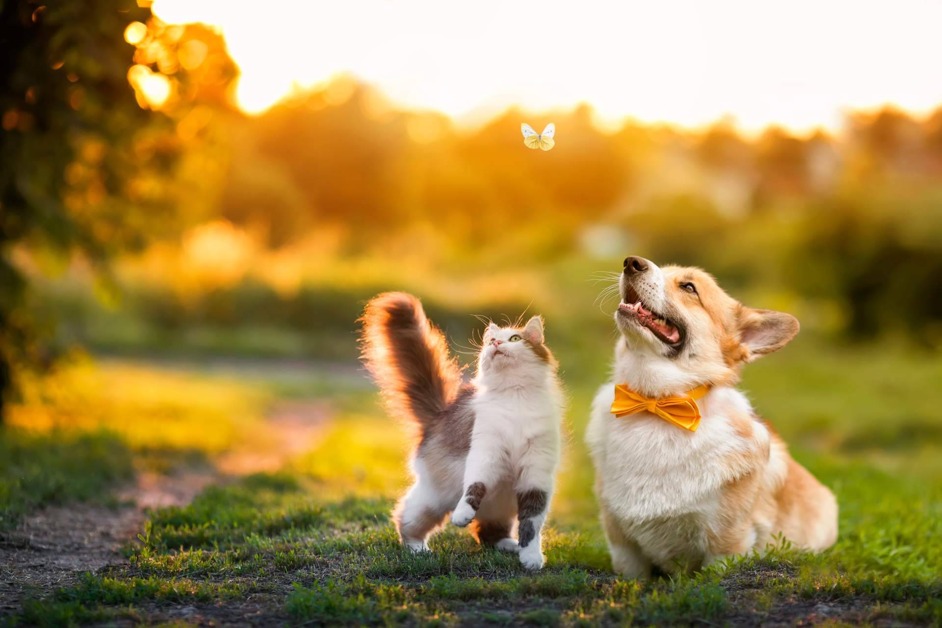 Miss Patitas Peludas destaca como tienda online de referencia en comida para gatos y perros