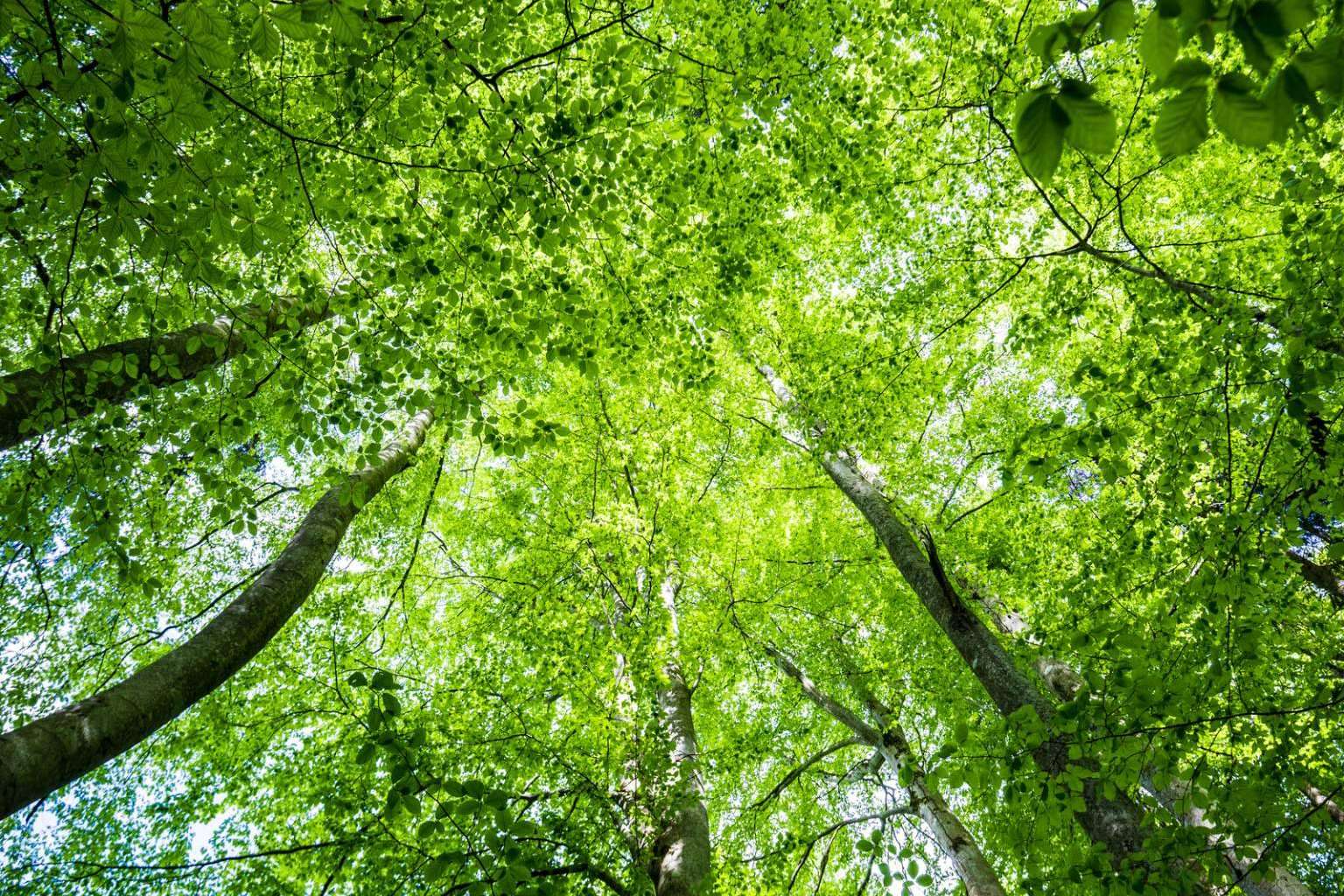 El futuro del medioambiente pasa por la información, la visión del CEO de ECOticias.com Jordi Company