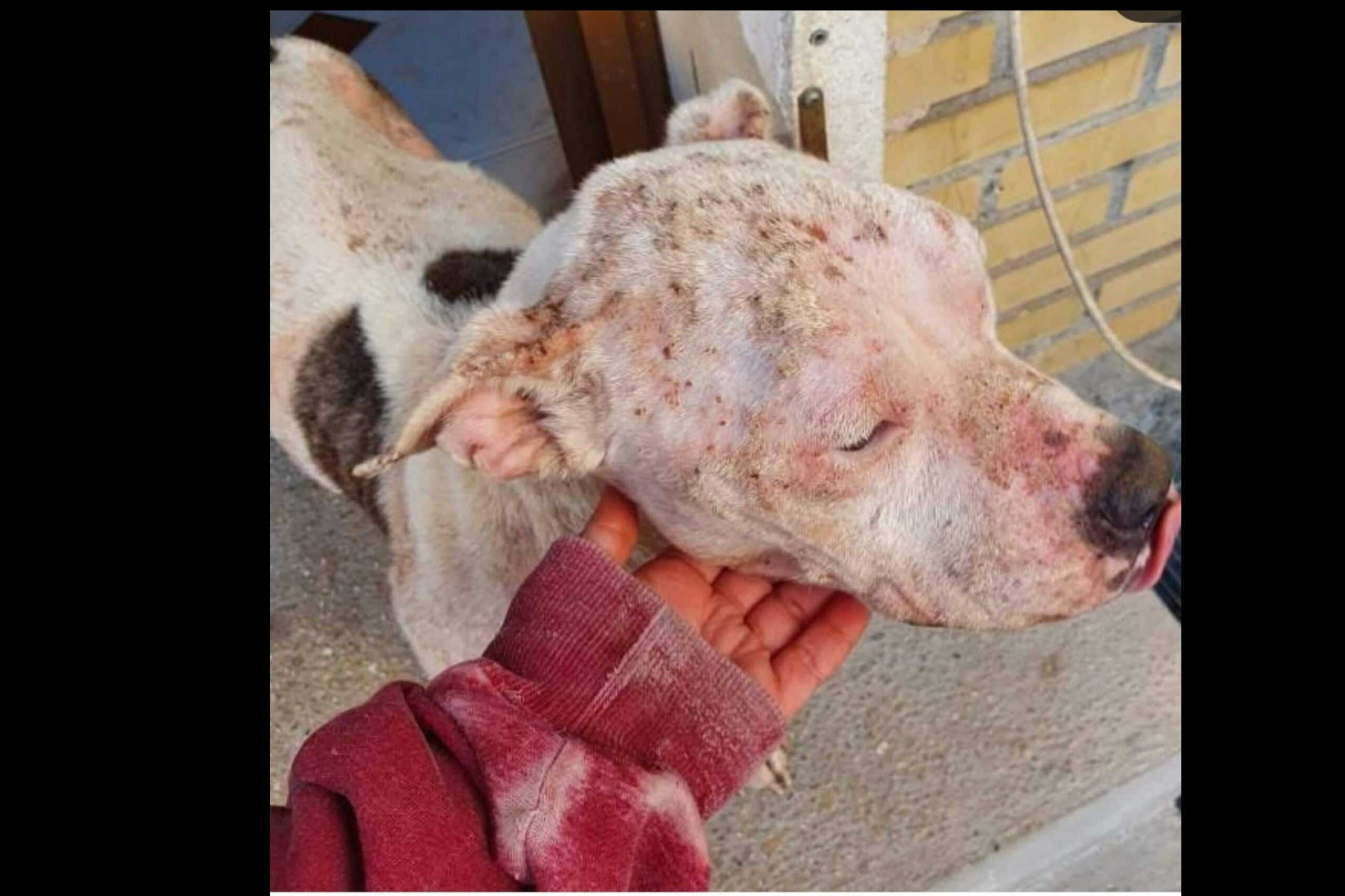 Rescate animal solidario y compromiso social; la misión de SOS Salvando Vidas España en la lucha contra el abandono