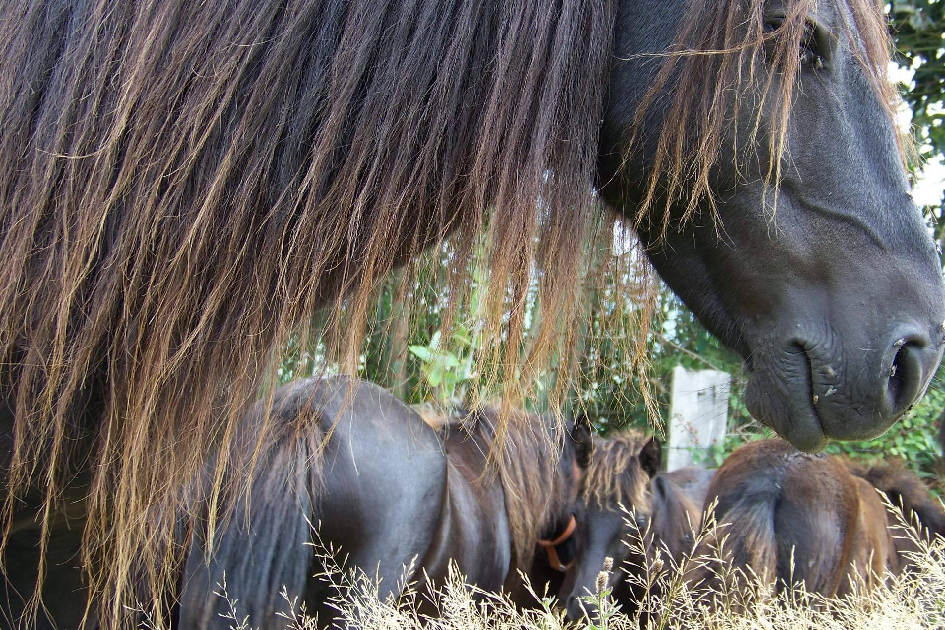 El Ecomuséu Ca l’Asturcón impulsa el ecoagroturismo asturcón con la recuperación del poni autóctono