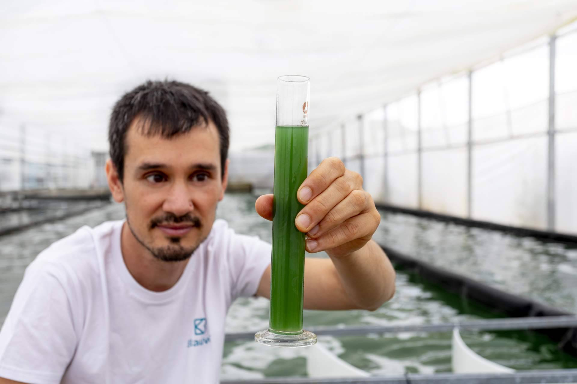 Espirulina fresca producida en Catalunya; una propuesta natural con recetas prácticas para el día a día